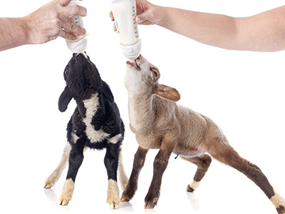 畜禽飼養(yǎng)技術(shù)